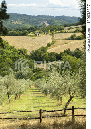 Olive Grove in Tuscany with Farmhouse in the Background on a Sunny Day Olive Grove in Tuscany with Farmhouse in the Background on a Sunny Day 130838537