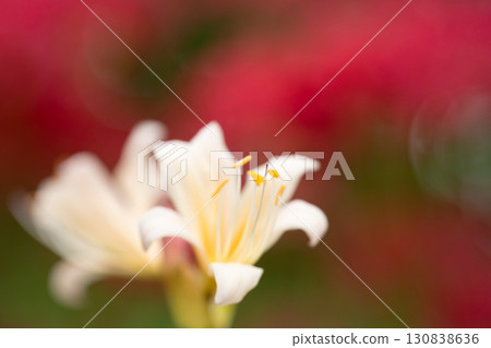 White licorice flowers against a red background White licorice flowers against a red background 130838636