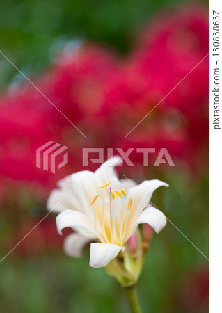 在紅蜘蛛百合的背景下盛開的白色甘草 130838637