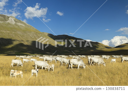 Chianina Cattle Grazing in the Fields of Castelluccio di Norcia, Umbria, Italy 130838711
