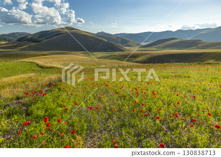 Blooming poppies painting the fields of Castelluccio di Norcia in Umbria, Italy, during a sunny summer day Blooming poppies painting the fields of Castelluccio di Norcia in Umbria, Italy, during a sunny summer day 130838713