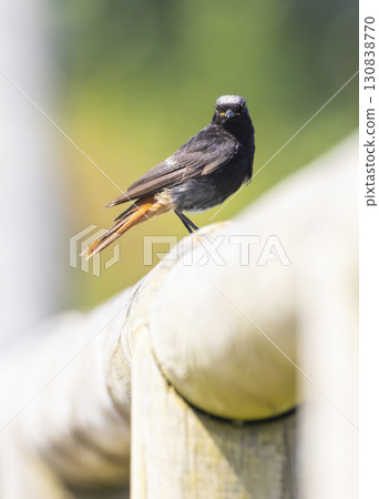 Black redstart perched on a wooden fence in Cudillero, Spain 130838770