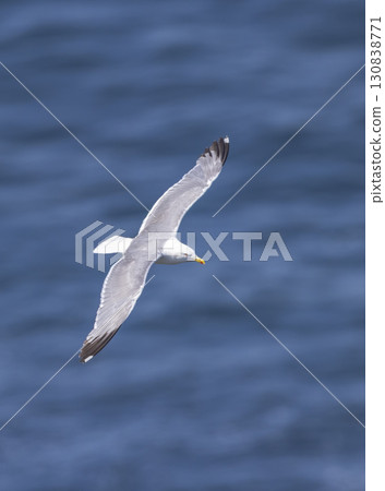 Seagull flying over the Cantabrian Sea in Asturias, Spain 130838771