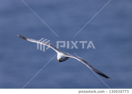 Seagull flying over the Cantabrian Sea in Asturias, Spain Seagull flying over the Cantabrian Sea in Asturias, Spain 130838773
