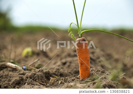 Single Fresh Carrot Emerging from Soil in a Farm Field 130838821