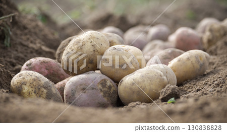 Freshly Harvested Potatoes in a Farm Field Surrounded by Soil 130838828