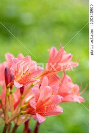 Orange licorice against a green background Orange licorice against a green background 130838909