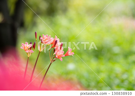 橙色甘草簇擁在綠色背景上 130838910