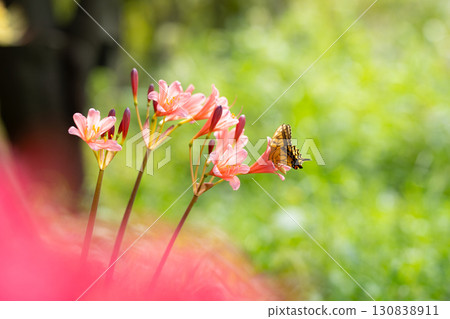 橙色甘草與蝴蝶 130838911