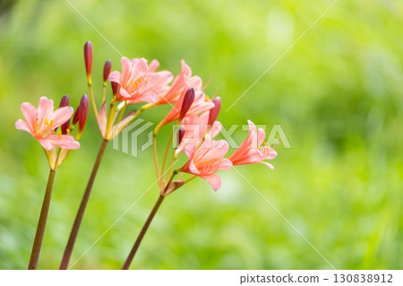 橙色甘草花在綠樹間盛開 130838912