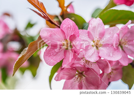 Fresh pink flowers of a blossoming apple tree with blured background 130839045
