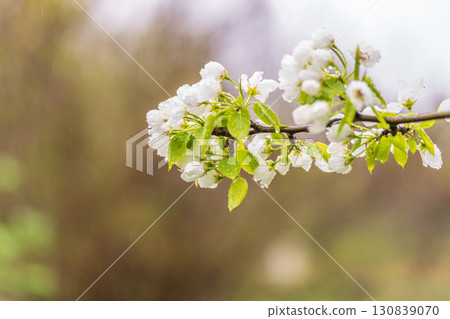 White blossoming apple trees with rain drops 130839070