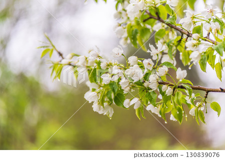 White blossoming apple trees with rain drops 130839076