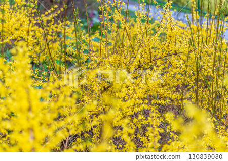 Forsythia with rain drops. Blooming forsythia bush. Yellow flower on a branch of forsythia. 130839080
