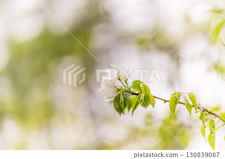 White blossoming apple trees with rain drops White blossoming apple trees with rain drops 130839087