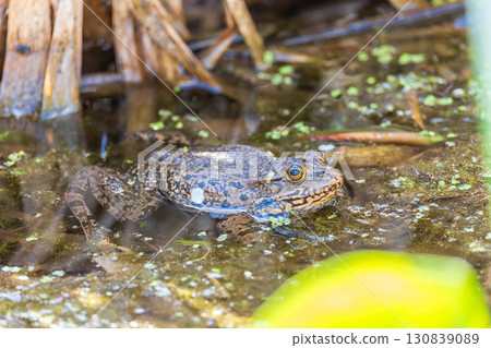 A large green frog sits in the marsh. A large green frog sits in the marsh. 130839089