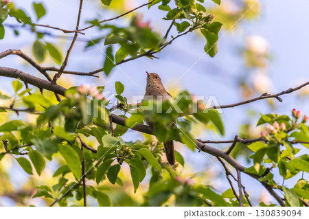 Thrush Nightingale, Luscinia luscinia. A bird sits on a tree branch and sings Thrush Nightingale, Luscinia luscinia. A bird sits on a tree branch and sings 130839094