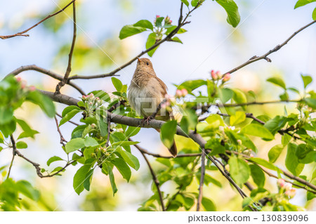 Thrush Nightingale, Luscinia luscinia. A bird sits on a tree branch and sings Thrush Nightingale, Luscinia luscinia. A bird sits on a tree branch and sings 130839096