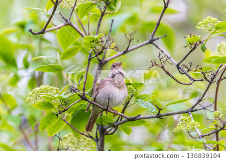 Thrush Nightingale, Luscinia luscinia. A bird sits on a tree branch and sings Thrush Nightingale, Luscinia luscinia. A bird sits on a tree branch and sings 130839104
