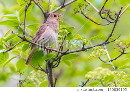 Thrush Nightingale, Luscinia luscinia. A bird sits on a tree branch and sings Thrush Nightingale, Luscinia luscinia. A bird sits on a tree branch and sings 130839105