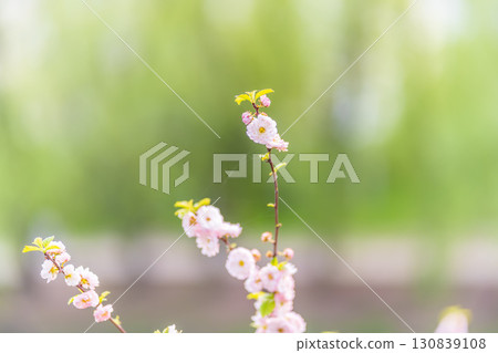 Beautiful Pink Flowers of Prunus triloba, Blossom, pink flowers. Prunus triloba, sometimes called flowering plum or flowering almond, a name shared with Prunus jacquemontii 130839108