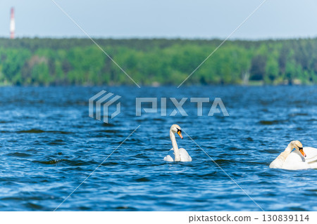Two Graceful white Swans swimming in the lake, swans in the wild Two Graceful white Swans swimming in the lake, swans in the wild 130839114