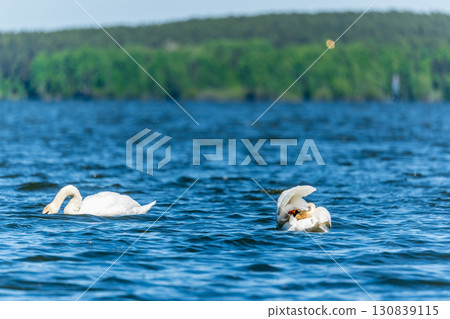 Two Graceful white Swans swimming in the lake, swans in the wild 130839115