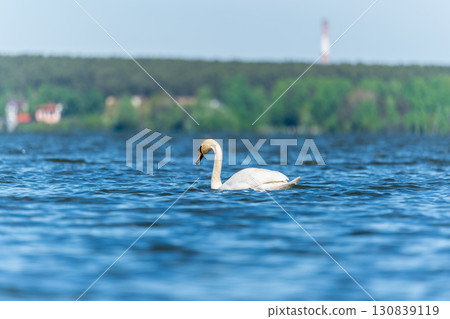 Graceful white Swan swimming in the lake, swans in the wild. Portrait of a white swan swimming on a lake. Graceful white Swan swimming in the lake, swans in the wild. Portrait of a white swan swimming on a lake. 130839119