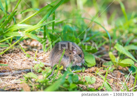 A closeup of a Common vole, Microtus arvalis, on the ground with a blurry background A closeup of a Common vole, Microtus arvalis, on the ground with a blurry background 130839125
