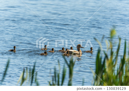 A family of ducks, a duck and its little ducklings are swimming in the water. The duck takes care of its newborn ducklings. Mallard, lat. Anas platyrhynchos 130839129