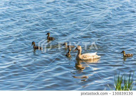 A family of ducks, a duck and its little ducklings are swimming in the water. The duck takes care of its newborn ducklings. Mallard, lat. Anas platyrhynchos A family of ducks, a duck and its little ducklings are swimming in the water. The duck takes care of its newborn ducklings. Mallard, lat. Anas platyrhynchos 130839130