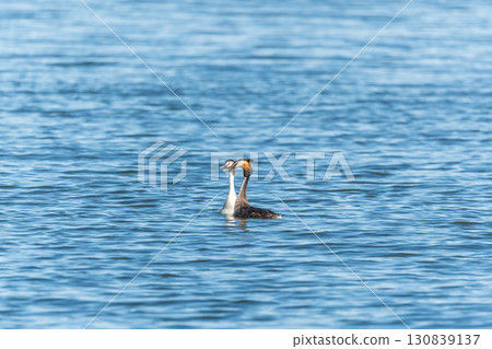 Mating games of two water birds Great Crested Grebes. Two waterfowl birds Great Crested Grebes swim in the lake with heart shaped silhouette 130839137