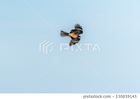 The bird of prey Black Kite flying in blue Sky The bird of prey Black Kite flying in blue Sky 130839143