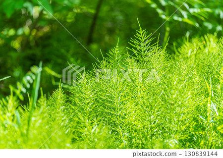 Wood horsetail (Equisetum sylvaticum) growing in the forest close up. Equisetum arvense, the field horsetail or common horsetail. Perennial herb Wood horsetail (Equisetum sylvaticum) growing in the forest close up. Equisetum arvense, the field horsetail or common horsetail. Perennial herb 130839144