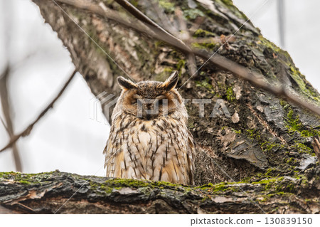 Long-eared owl (Asio otus), looking forward with wide opened eyes Long-eared owl (Asio otus), looking forward with wide opened eyes 130839150