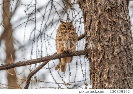 Long-eared owl (Asio otus), looking forward with wide opened eyes 130839162