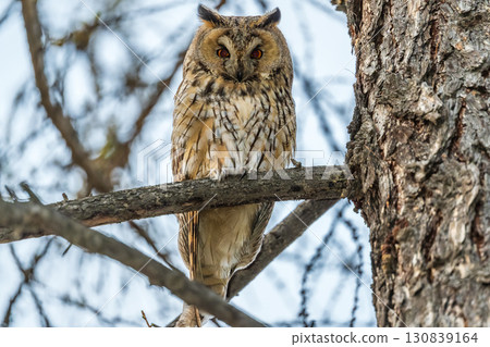 Long-eared owl (Asio otus), looking forward with wide opened eyes 130839164