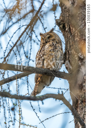 Long-eared owl (Asio otus), looking forward with wide opened eyes 130839165