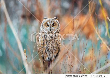 Long-eared owl (Asio otus), looking forward with wide opened eyes 130839170