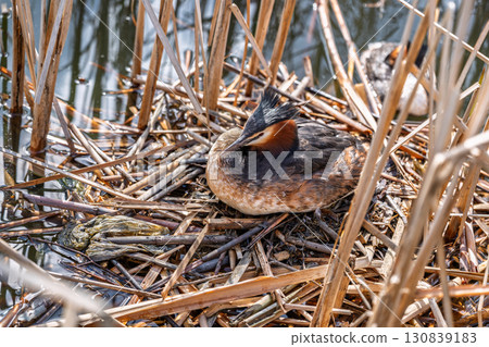 Great Crested Grebe, Podiceps cristatus, water bird sitting on the nest, nesting time on the green lake Great Crested Grebe, Podiceps cristatus, water bird sitting on the nest, nesting time on the green lake 130839183