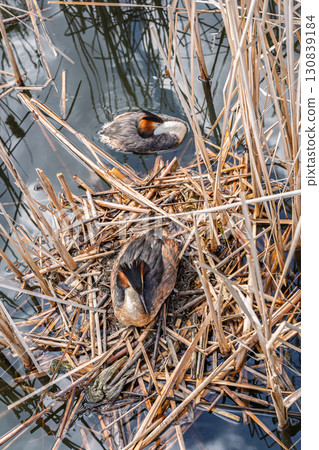 Great Crested Grebe, Podiceps cristatus, water bird sitting on the nest, nesting time on the green lake 130839184