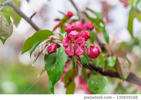 Fresh pink flowers of a blossoming apple tree with blured background 130839188