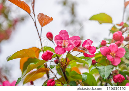 Fresh pink flowers of a blossoming apple tree with blured background 130839192