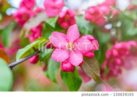 Fresh pink flowers of a blossoming apple tree with blured background 130839193