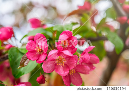 Fresh pink flowers of a blossoming apple tree with blured background 130839194