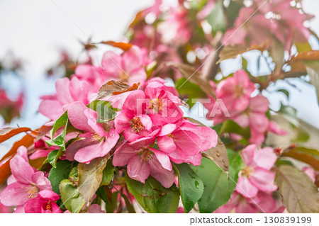 Fresh pink flowers of a blossoming apple tree with blured background 130839199
