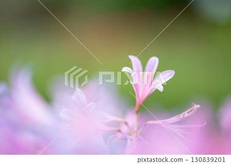 一朵甘草花漂浮在淡粉紅色中 130839201