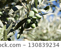 An olive tree branch with green olives. Olives on a tree. 130839234