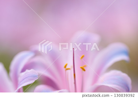 Macro shot of licorice highlighting the center of the flower 130839392