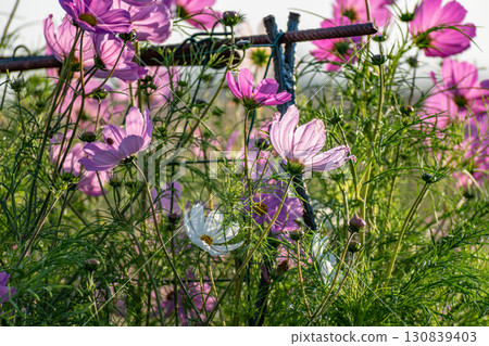 Cosmos flowers in a pretty meadow, cosmos bipinnatus or Mexican aster, daisy family asteraceae 130839403